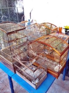 aves-apreendidas_ppamb